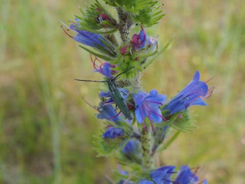 Opsilia coerulescens